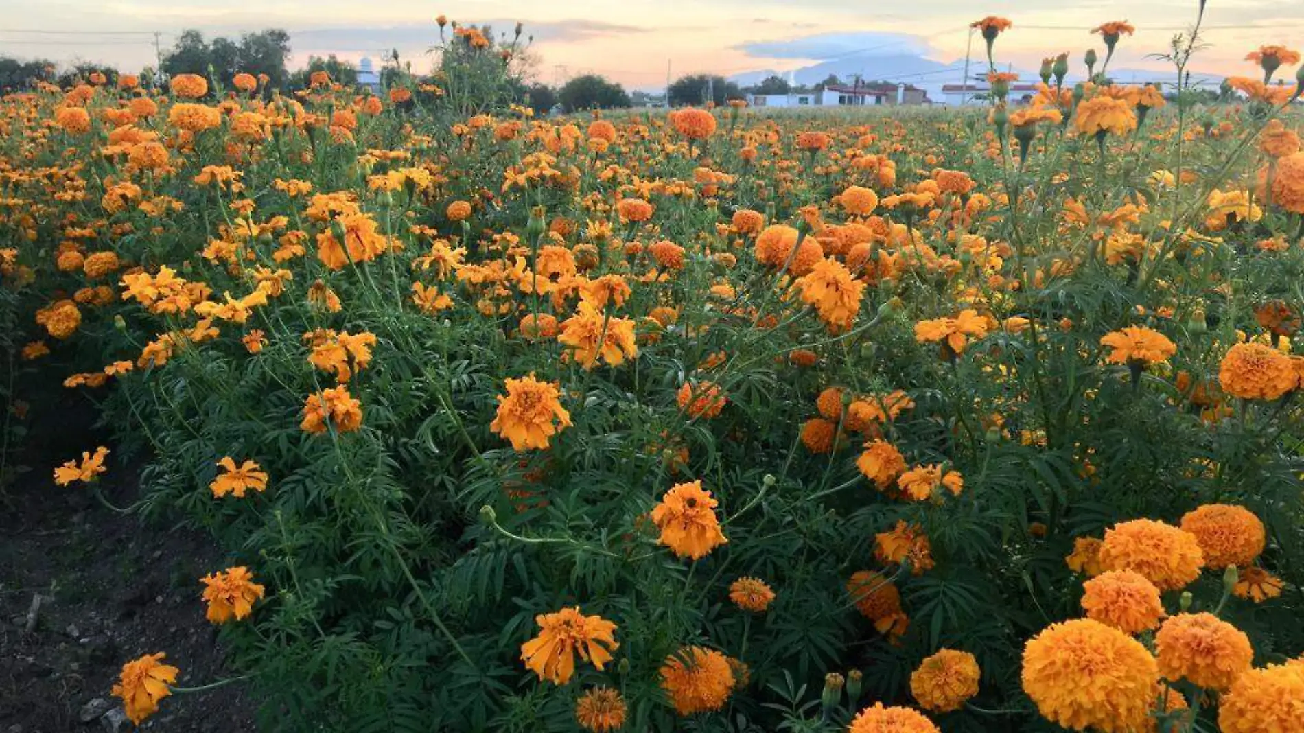 Flor de cempasúchilt